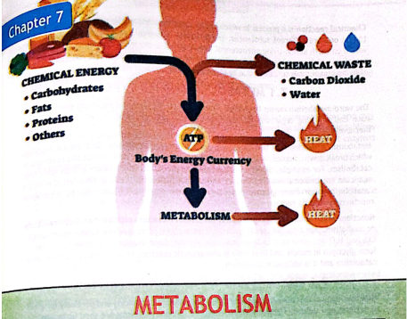 Metabolism